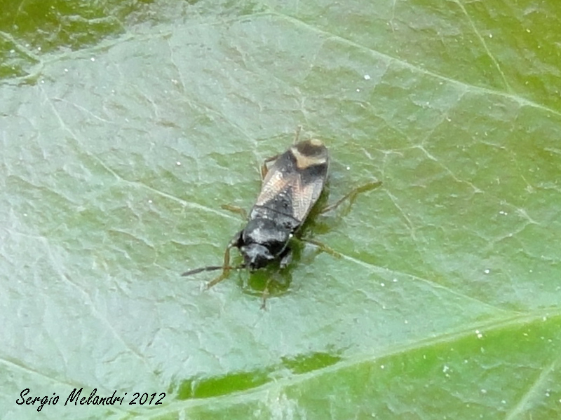 Lygaeidae: Megalonotus praetextatus della Romagna (RA)